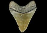 Colorful,  Bone Valley Megalodon Tooth - Florida #84156-1